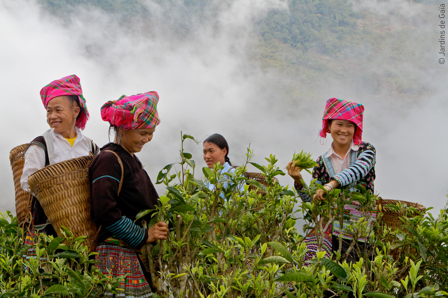 Hmong Tea Pluckers 15 Jardins de Gaia bd